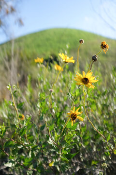 California Brittlebush in front of a lush green hill