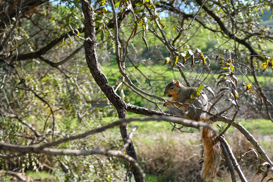 Squirrel perched in a tree with nut against lush green backdrop
