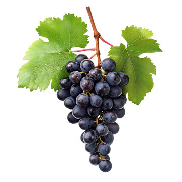 Vitis vinifera the common grape vine isolated on white background pn