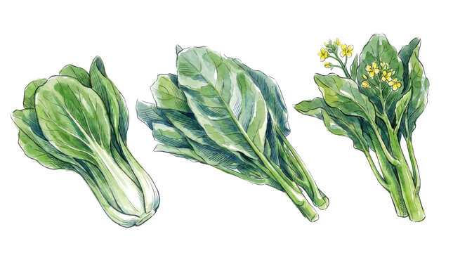 Three bok choy plants with green leaves and yellow flowers illustration.