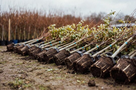 Row of young saplings with root balls ready for transplantation at commercial tree nursery for urban landscaping and forestry projects