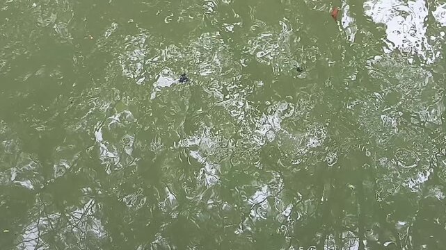 Close-up view of murky green water with ripples and reflections on its surface.