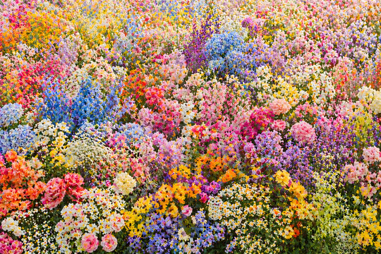 Dense vibrant field of multicolored flowers in full bloom, forming a rich natural texture representing spring, diversity, and abundance.