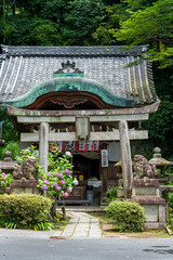 Fototapeta premium Yoshimizu Sarasvati Tendo Shrine. Hydrangeas are blooming. Kyoto, Japan.