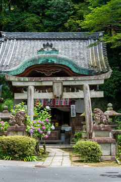 Yoshimizu Sarasvati Tendo Shrine. Hydrangeas are blooming. Kyoto, Japan.