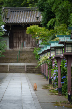 A cat walking up the temple path in a hydrangea garden. Japanese style image. Kyoto, Japan.