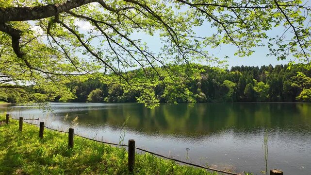 風に揺れる若葉　蒲生の池　山鹿市