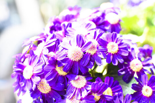 Close up of beautiful exotic violet and blue Cineraria Starlet in full bloom in nature.