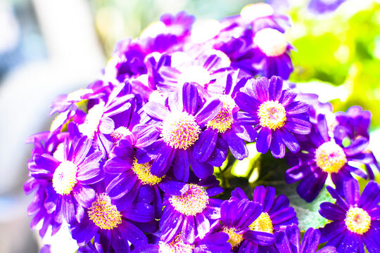 Close up of beautiful exotic violet and blue Cineraria Starlet in full bloom in nature.