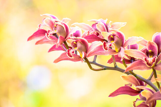 Close up of beautiful exotic Pink orchid flowers in full bloom in nature with blurry green background.