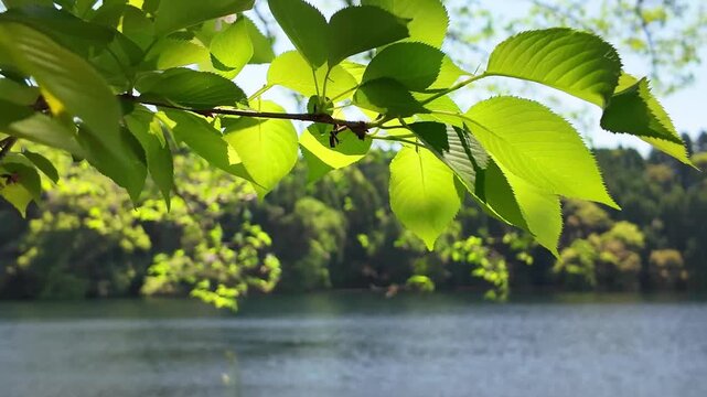 風に揺れる若葉　蒲生の池　山鹿市