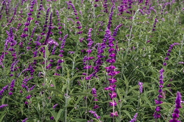 Obraz premium Purple Mexican Bush Sage Field