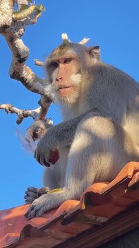 A macaque sits on a rooftop against a bright blue sky, munching on food, on the grounds of the Uluwatu Temple in Bali.