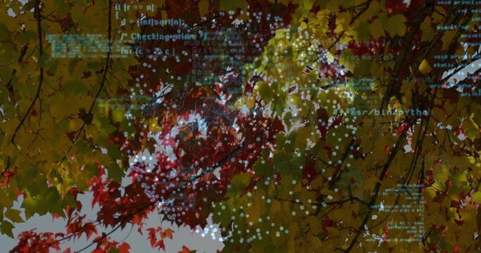 Showing dense maple leaves and thin branches under faint teal code overlay in park, bokeh lights