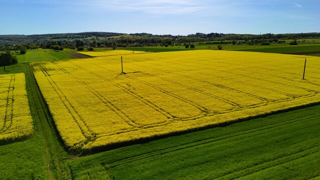 Aerial View of Vibrant Yellow Rapeseed Field with Tractor Tracks