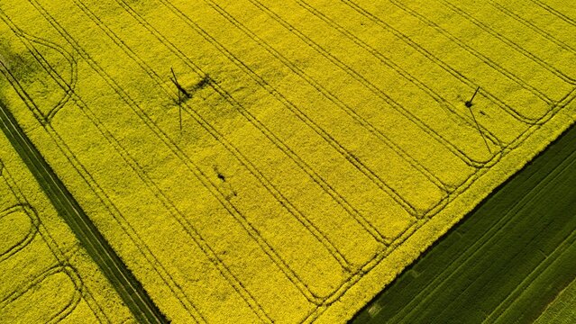 Aerial View of Vibrant Yellow Rapeseed Field with Tractor Tracks