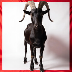 Fototapeta premium a black goat on a white background with a red board