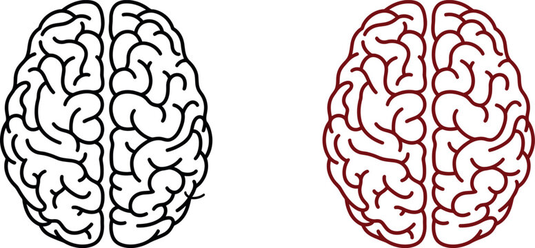 Human brain illustration detailed view of cerebral hemispheres and cortex