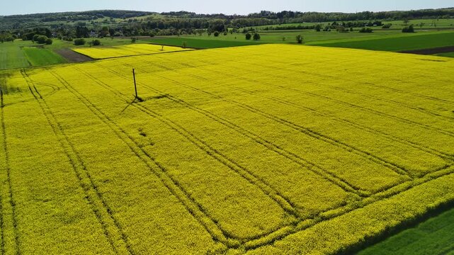 Aerial View of Vibrant Yellow Rapeseed Field with Tractor Tracks