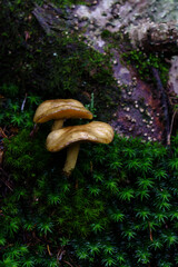 Fototapeta premium 樹林帯の苔に生える小さなキノコ ミクロな自然風景