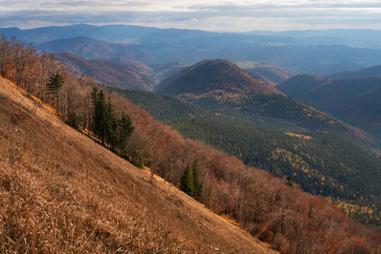 View of Kozi chrbat peak and the rolling autumn hills of the Low Tatras with colorful forests and a steep grassy slope Mostenica, Banska Bystrica Region, Slovakia.