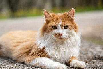 Obraz premium A detailed close-up portrait of a fluffy domestic cat with white and orange fur. The cat features a distinctive orange spot on its muzzle, adding character and uniqueness to the composition. 