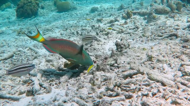 Parrotfish swimming on the underwater reef.  Seascape with swimming colorful fish, corals and blue sea water. Scuba diving with the fish. Animals feeding on the seabed.