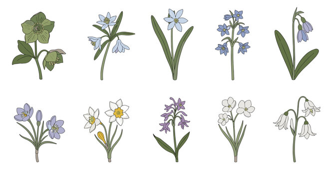 Botanical collection of various spring wildflowers including bluebells and snowdrops with green leaves on white.