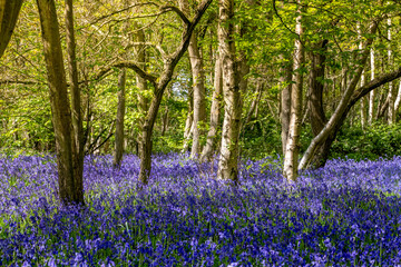 Naklejka premium Bluebell Carpet Beneath Sunlit Trees in Spring Woodland