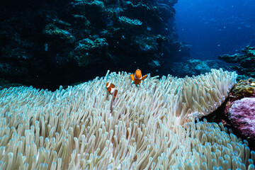 Beautiful Underwater Ecosystem with Clownfish © Satoshi