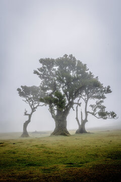Bizarre trees in the fog in the fanal forest on Madeira, Portugal.