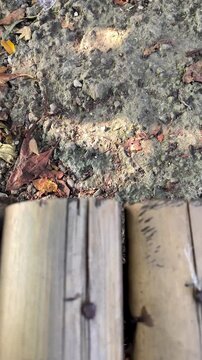Close-up view of a rustic wooden border separating a dirt path with fallen leaves, featuring small ants crawling on the logs.