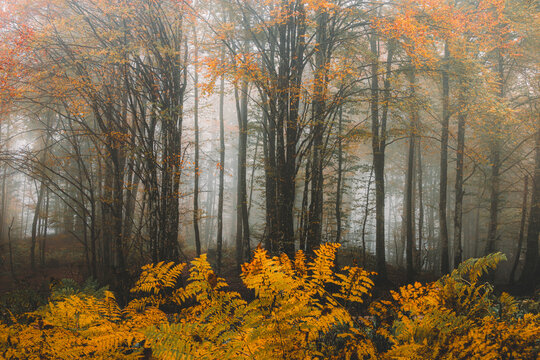 View of a misty autumn forest with tall trees and vibrant yellow ferns in the foreground Srednja Vas v Bohinju, Radovljica, Slovenia.