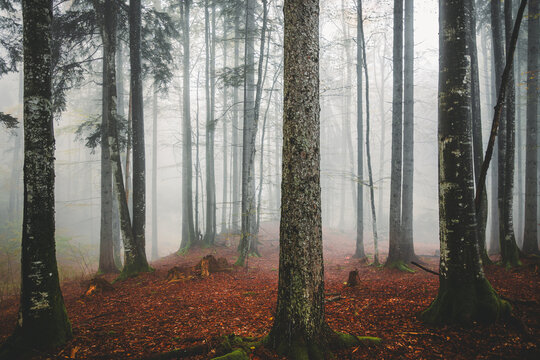 View of tall trees in a misty autumn forest with ground covered in fallen leaves Srednja Vas v Bohinju, Radovljica, Slovenia.