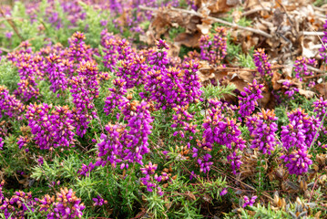 Obraz premium Blooming heather with purple‑pink flowers growing in natural grassland in Brittany, France. A vibrant heathland landscape showing the color and texture of wild coastal vegetation