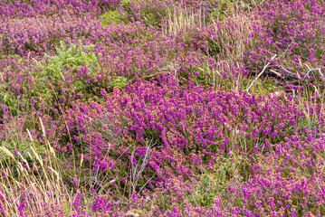 Obraz premium Blooming heather with purple‑pink flowers growing in natural grassland in Brittany, France. A vibrant heathland landscape showing the color and texture of wild coastal vegetation