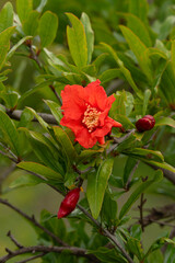 Obraz premium Pomegranate flower in full bloom on the tree with nearby buds.