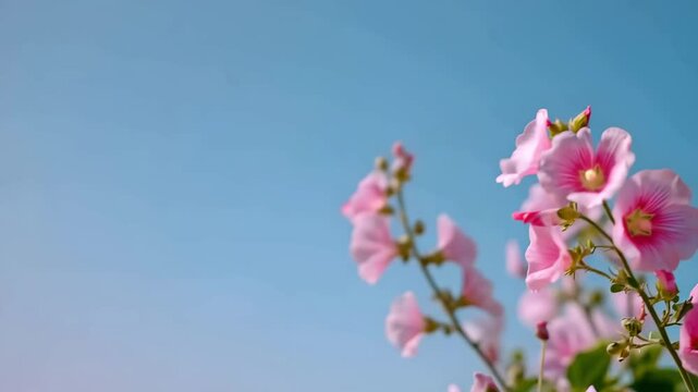 Pink summer flowers in bright blue sky. Pink weeping crabapple blossoms on a branch against a clear blue sky in springtime. Space for text. Cosmos beauty