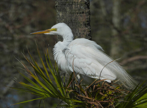 Majestic Great Egret (Ardea alba) with a yellow beak in its natural habitat.