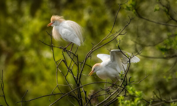 Two Cattle Egrets in beautiful golden breeding plumage perched on tree branches against a lush green background