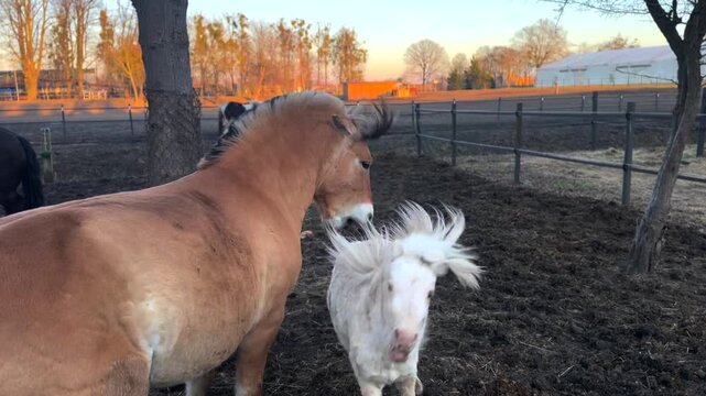 Spirited little white pony playing with a large dun fjord horse in a muddy paddock during a beautiful sunset, showcasing their social behavior and bond as other horses graze peacefully nearby