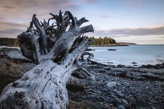 Dead uprooted tree along rocky coast, Cutler, Maine