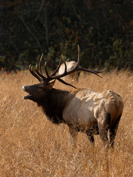 Mature Bull Elk Bugling with Antler shadow on Flank