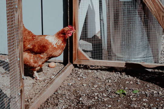 Red chicken at coop gate with farm fresh egg on the ground
