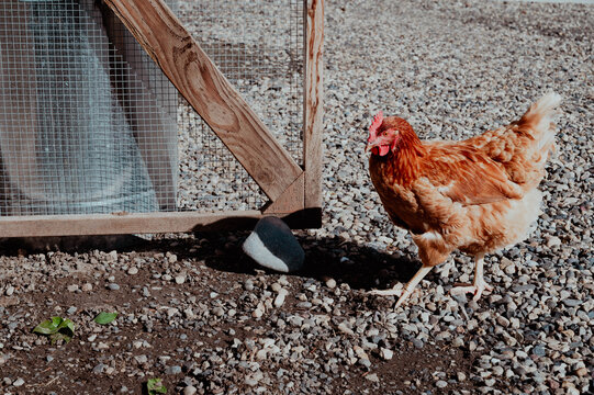 Red chicken walking towards chicken coop