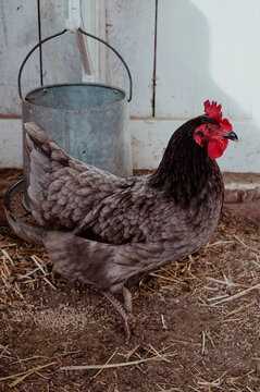 Black and grey hen standing in front of metal feed bucket