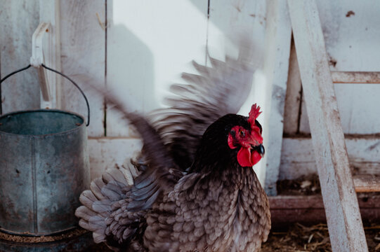 Black and grey hen flapping wings in motion blur
