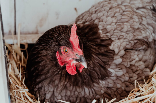 Black and grey hen laying on a nest of straw