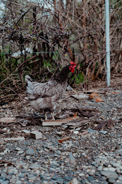 Free range black and grey chicken in a rural setting