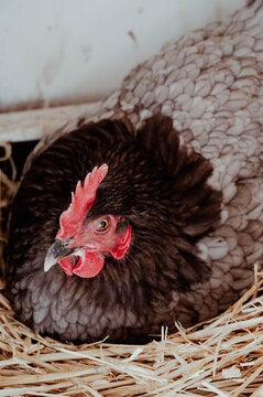 Black and grey hen nesting on a bed of straw